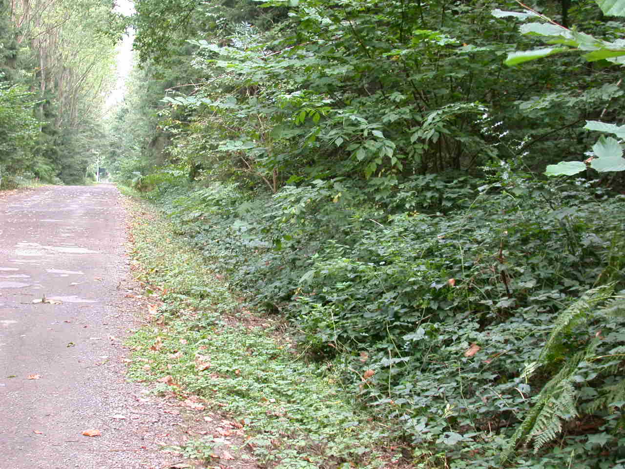 Lepiota cortinarius